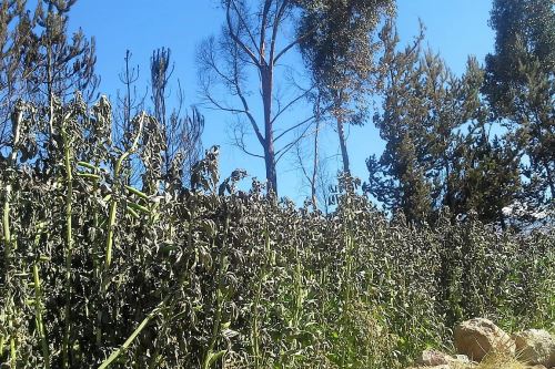 Con plantones de eucalipto y pino reforestarán zonas afectadas por incendio forestal en Moquegua.