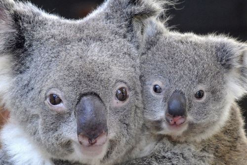 Mamá Koala y su bebé