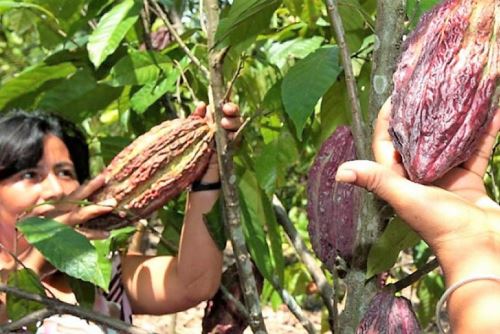 Productores de cacao se beneficiarán con mayores ingresos.