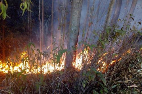 Incendio forestal afectó árboles de eucalipto y aliso.