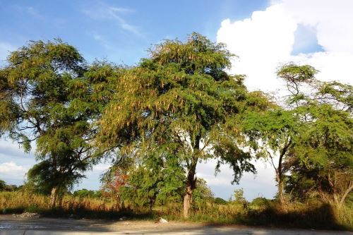 Comuneros de Piura aprovechan de manera sostenible los recursos del bosque seco de Piura.
