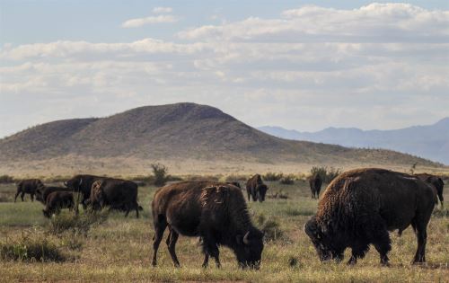 Manada de bisontes en México