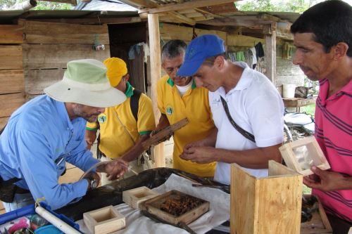 Festival busca posicionar a productores de miel de la región San Martín.