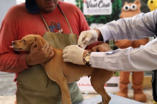 Médicos veterinarios y personal de salud se moviliza por el país para vacunar contra la rabia a canes.