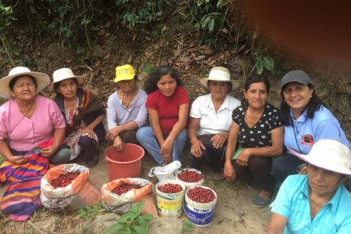 PNUD destaca que en la producción de café trabajan más de 220,000 familias.