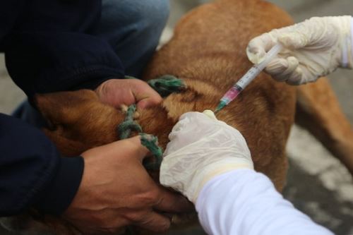 Brigadistas del Minsa vacunaron a un total de 11,405 perros.