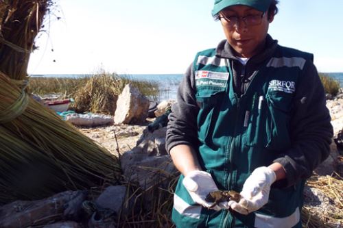 Serfor intensifica vigilancia y control de rana gigante del lago Titicaca.