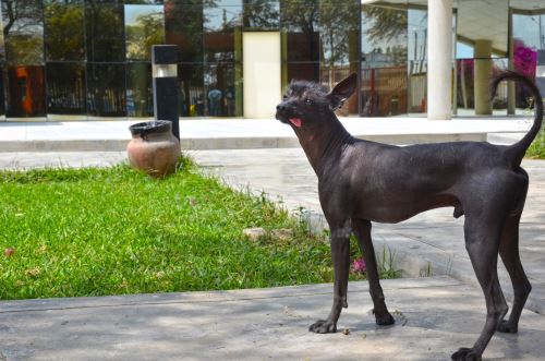 Sicán, un perro sin pelo del Perú, es la mascota del Museo Nacional Sicán.