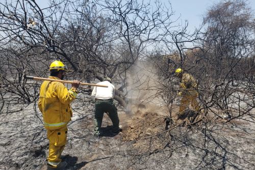 El incendio forestal registrado en el Santuario Histórico Bosque de Pómac afectó 222 hectáreas.