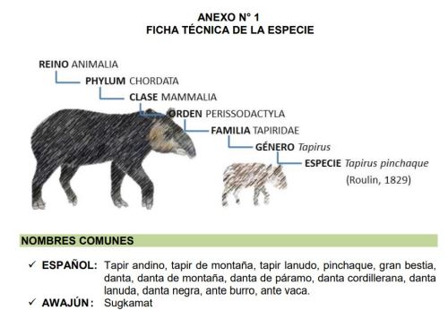 Tapir Andino En Peligro De Extincion Ya Cuenta Con Plan De Conservacion Noticias Agencia Peruana De Noticias Andina