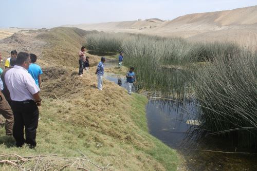 Pescadores aseguran que en el 2015 habían 350 pozas de totora en Huanchaco, pero en la actualidad hay menos de la mitad.