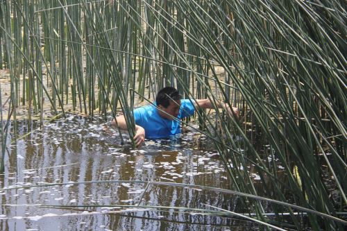 Reserva de Balsares de Huanchaco, área de donde se extrae la materia prima para construir milenarios caballitos de totora.