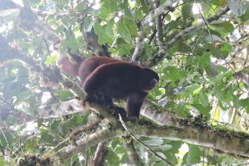 Nueva área de conservación privada Monte Puyo (Bosque de Nubes), en Amazonas, alberga especies endémicas y amenazadas.