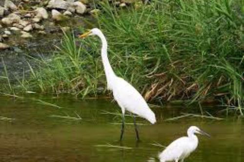 Los humedales de Eten es uno de los lugares visitados por los observadores de aves de la región Lambayeque.