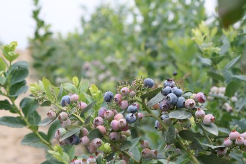 El cultivo de arándano requiere de un proceso especializado.