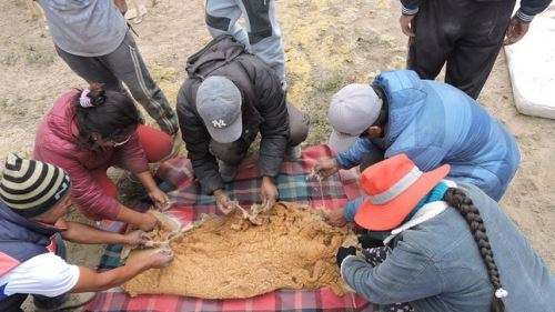 Chaccu permitió recolectar alrededor de mil gramos de fibra esquilada de vicuña.