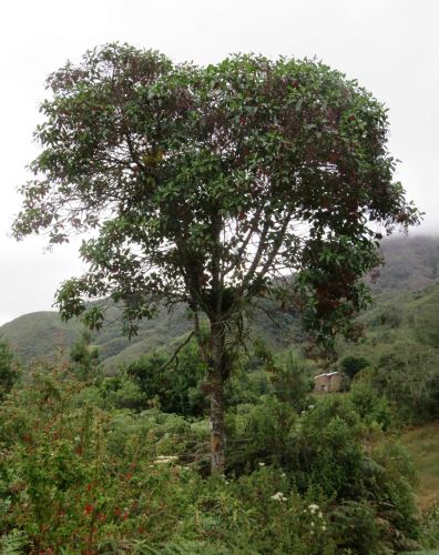 La quina es un árbol ancestral peruano de donde se extrae la quinina, un alcaloide medicinal.
