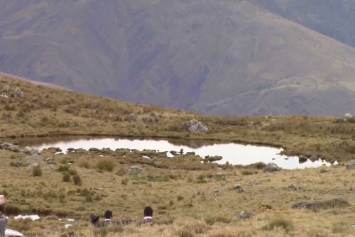 Esta en una qocha para a siembra de agua, que consiste en captar el agua de lluvia, almacenarla y filtrarla en el subsuelo.