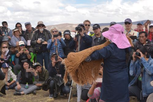 Tradicional chaccu congregó a turistas, periodistas extranjeros, criadores y demás actores de la cadena de valor.