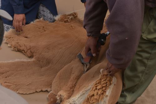 Durante chaccu se esquiló a unas 600 vicuñas en la planicie colca Huallata.