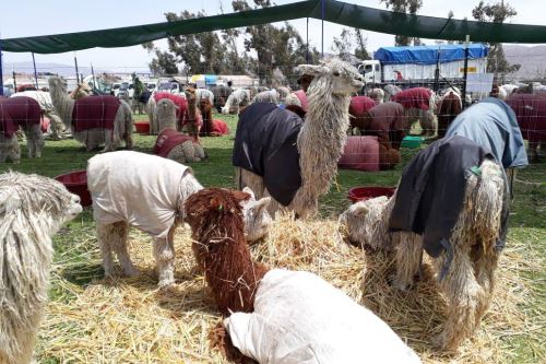 Exportación de fibra de alpaca beneficiaría a miles de productores.