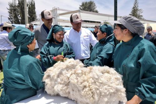 Minagri reconoció buenas prácticas de mejoramiento genético de la alpaca y contribución al desarrollo de la ganadería nacional de cinco productores alpaqueros.