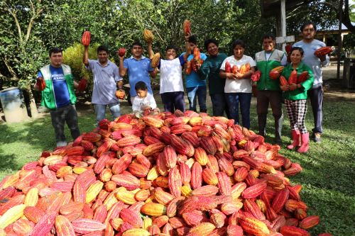 El año pasado logró una producción de 800 kilos de cacao, este año espera triplicar esa cantidad.