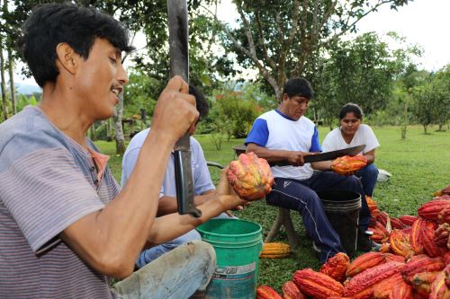 Vicente Apaza encabeza un emprendimiento familiar de cultivo de cacao con mucho éxito.