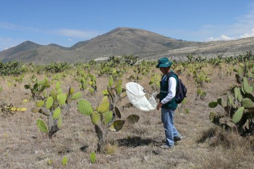 Senasa pidió a los productores ayacuchanos comunicar si se registra presencia de langostas.