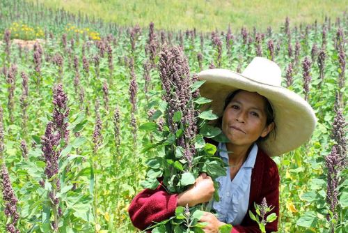 Más de 600 productores de quinua orgánica de Sartimbamba se benefician con exportación a Francia.