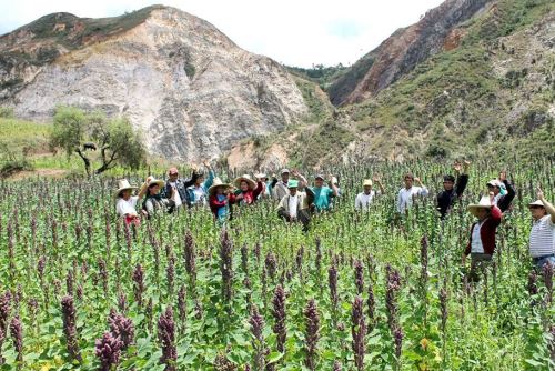 La quinua cajamarquina tiene certificación de calidad internacional, que la convierte en un producto de exportación.