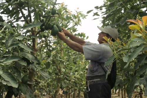 Objetivo es mejorar la producción y calidad de palta y aumentar sus exportaciones.