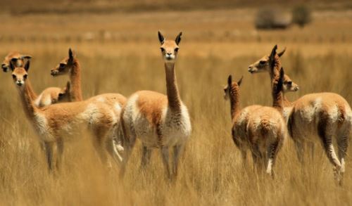 Día Nacional de la Vicuña: ¿por qué este camélido simboliza la fauna en ...