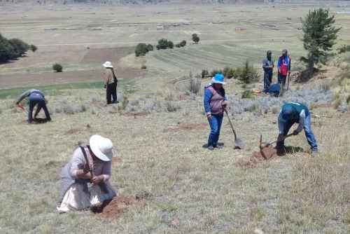 Con el sembrado de pino buscan mitigar impacto negativo del cambio climático en Puno.