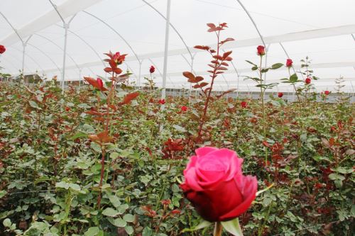 Como parte del nuevo circuito turístico en Cajamarca, denominado Parque de las Esculturas, podrá visitar vivero dedicado al cultivo de rosas.