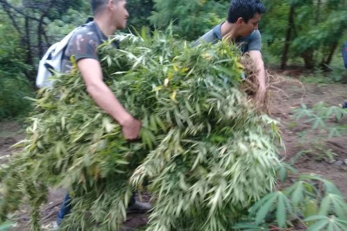 Fiscales y policías intervinieron un sembrío de marihuana en el distrito de Chuquibamba, en Amazonas.