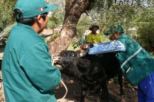 Campaña de prevención de la rabia se ejecutó en la provincia de La Mar, en Ayacucho.