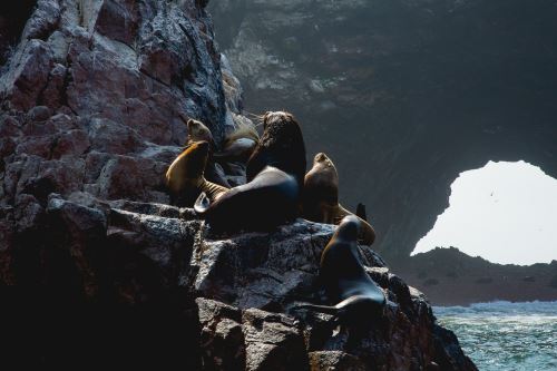 Las islas Ballestas, en la provincia de Pisco, recibirán a visitantes, próximamente.