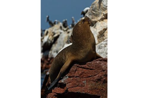 Convenio suscrito entre el Sernanp y la Universidad Nacional San Luis Gonzaga de Ica promueve la investigación en las islas Chincha.