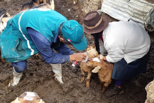 En el centro poblado de Aranhuay, en el distrito ayacuchano de Santillana, el Senasa inmunizó a 240 caprinos.