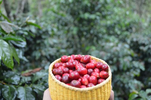 El café de Villa Rica cuenta con certificación de café orgánico y de Comercio Justo.