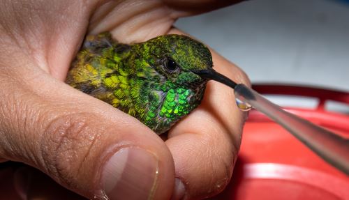 Biológo alimentando a un colibrí