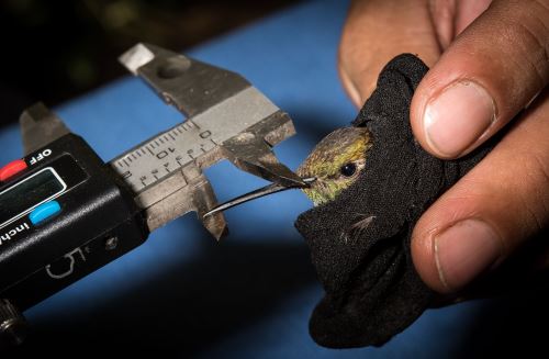 Biólogo midiendo el pico de un colibrí