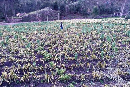 Se perdieron cultivos de maíz, papa, haba, quinua, entre otros.