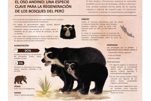 Cría de oso de anteojos resctada en Huancayo fue entregada en custodia al zoológico del Colegio Inmaculada en Lima.