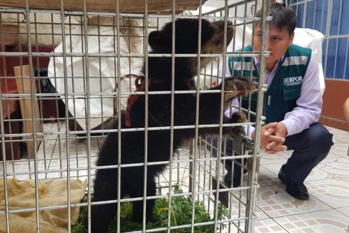 Oso de anteojos de ocho meses fue asistido por especialistas del Serfor.