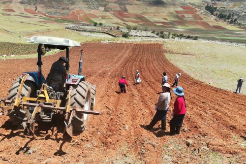 Productores de Huancavelica se capacitan para incrementar calidad y rentabilidad de producción de quinua.