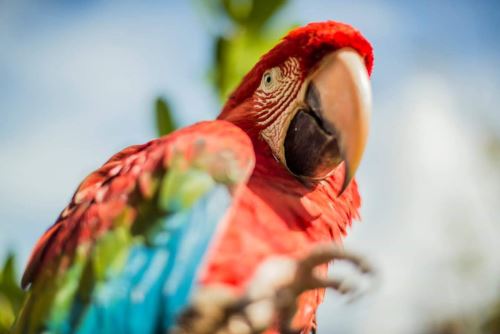 La Amazonía peruana acoge a una gran variedad de aves y otras especies.