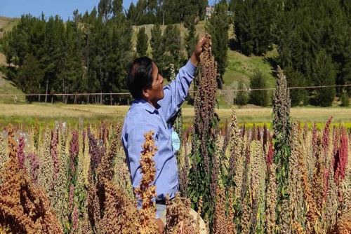 Existen alrededor de 100 variedades de quinua en Perú que crecen en diversas zonas geográficas.