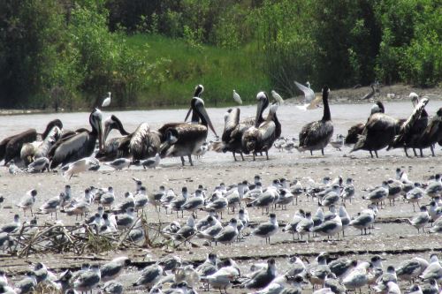 El Santuario Nacional Lagunas de Mejía alberga a una gran variedad de especies de aves migratorias.